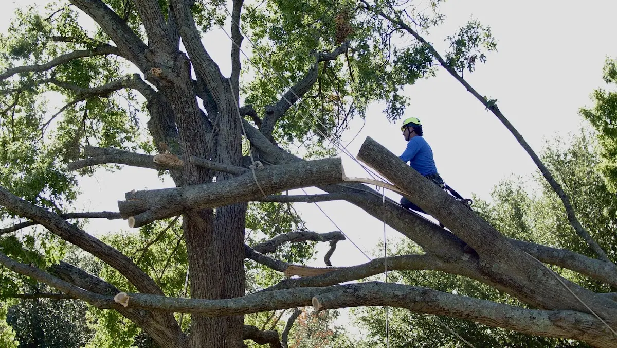 Professional Hazardous Tree Removal performed by certified arborists in Mango