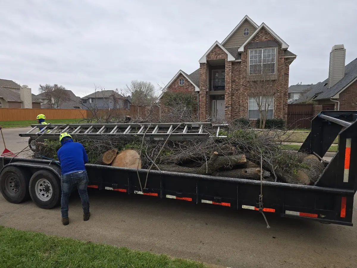 Expert Lot Clearing with proper safety equipment in Mango